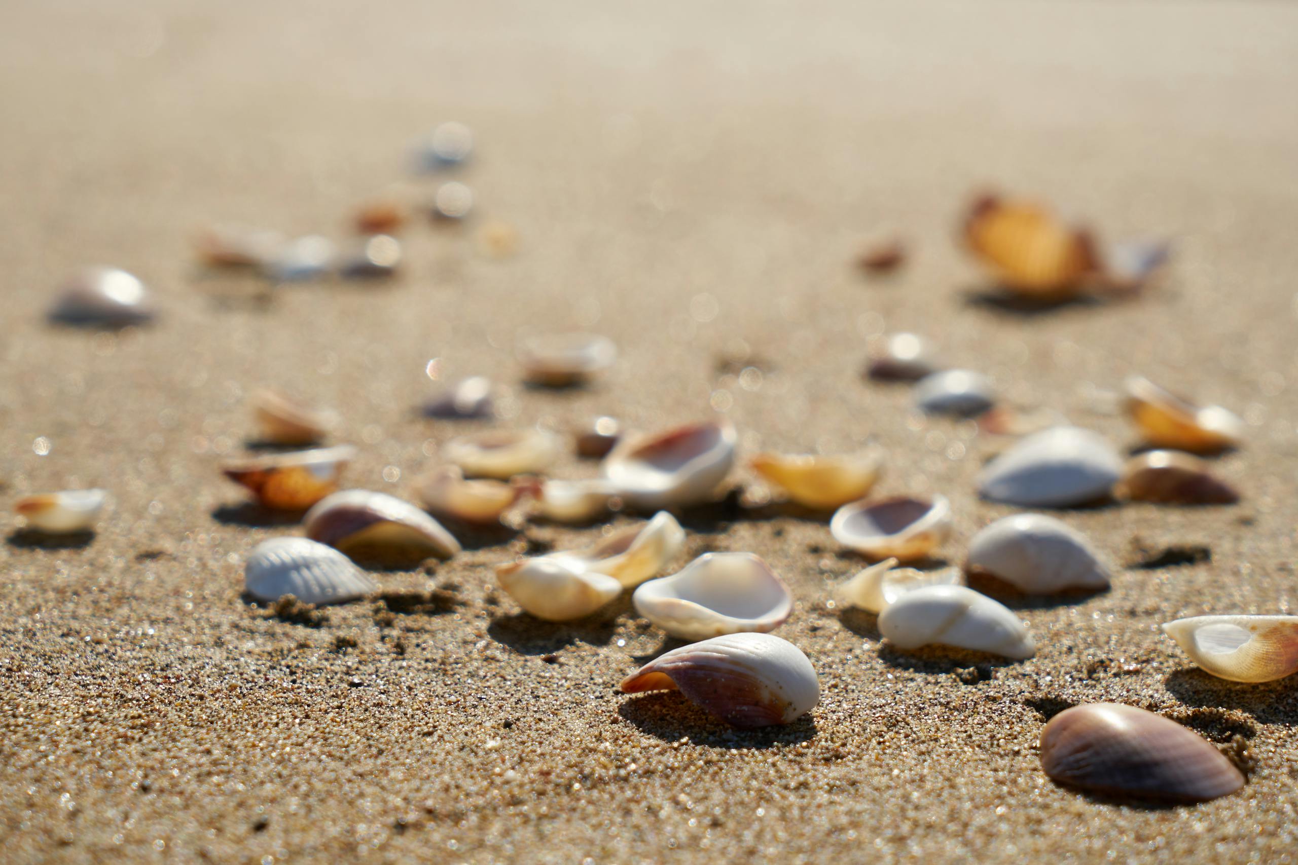 A close-up view of scattered seashells on a sunny beach, capturing natural beauty.