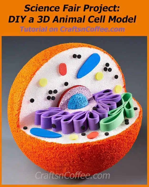 3D cell model 3-d-animal-cell-model