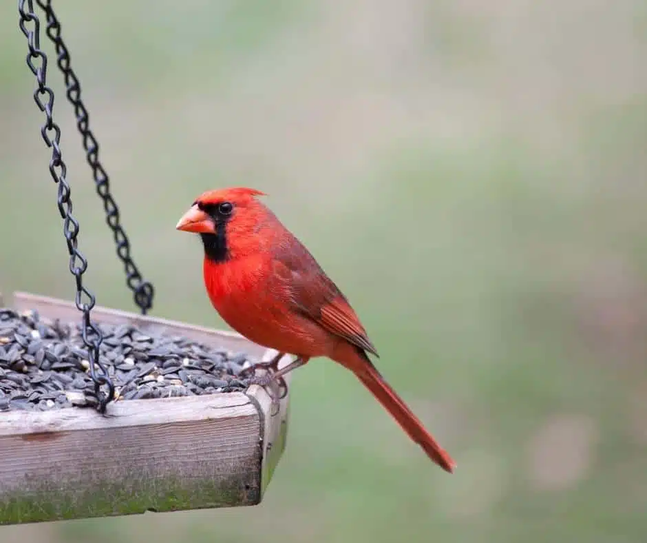 How to Make Bird Feeders and Study Backyard Birds