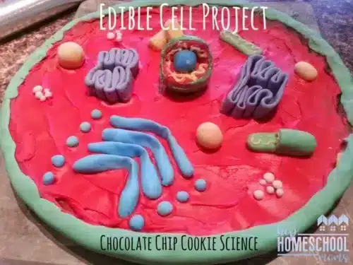 edible cell model cookie cookie cell model