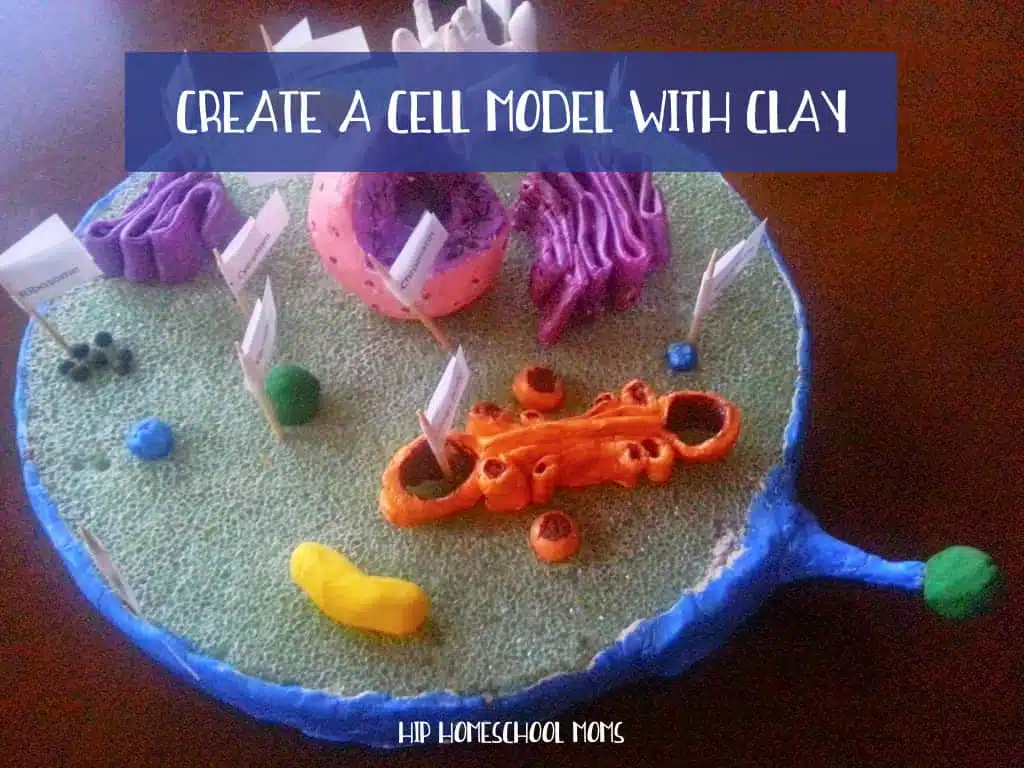 clay cell model