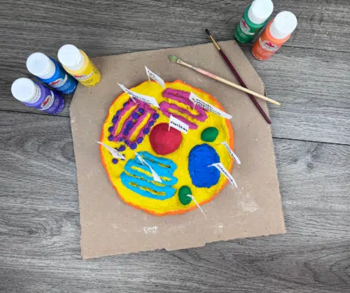 Salt dough cell model