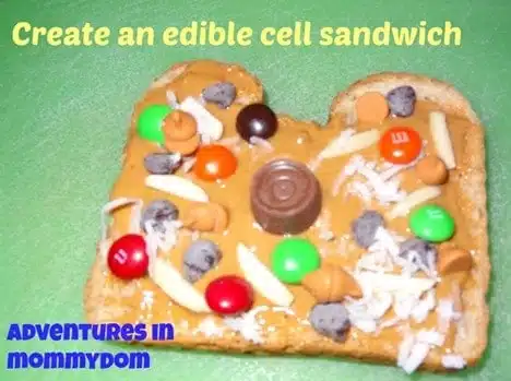 edible cell model sandwich create-an-edible-cell-sandwich