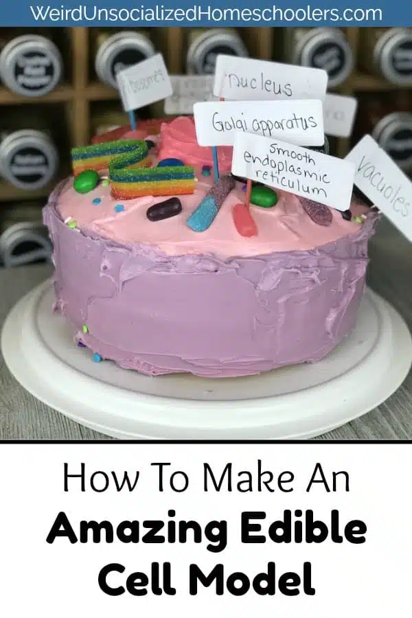 How to Make an Edible Cell Model Your Kids Will Remember