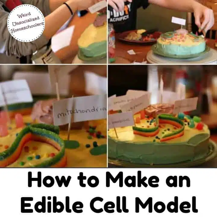 cake cell model