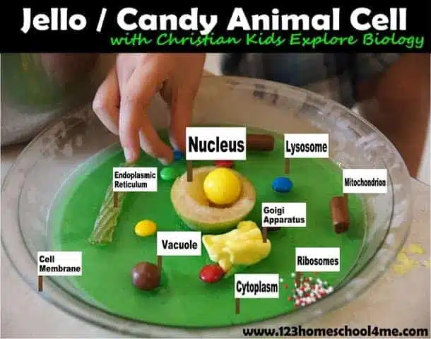 jello cell model jello cell model