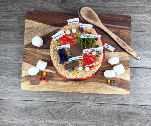 edible animal cell model rice krispy treat cell model