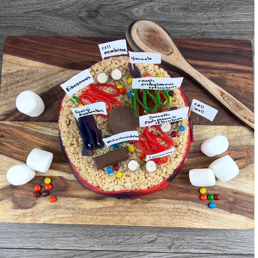 Quick and Easy Krispy Treat Cell Model