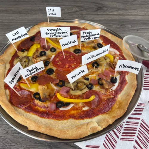 edible cell model fruit pizza pizza cell model