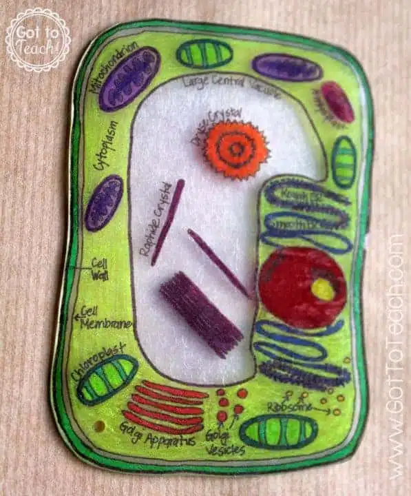 plant cell model plant cell model