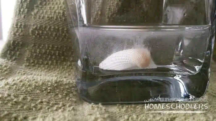 Seashell Chemical Reaction