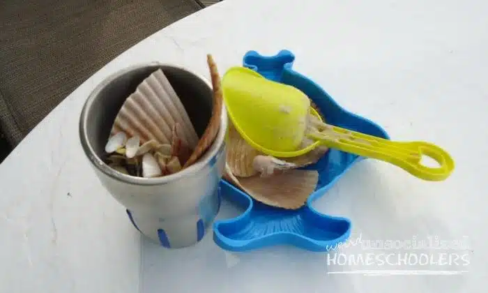 seashell chemical reactions